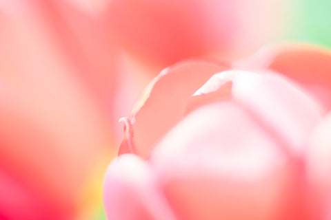 Liebe der Welt - Tulpen, rot Wandbild 0010