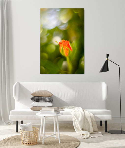 Schönheit - Rosenknospe orange Wandbild 0030