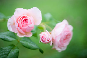 Kinderwunsch - Rose Heritage rosa 0041