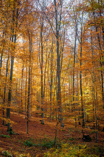 Erhabenheit in deinem Sein - Herbstwald 0051