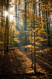 Vertreibe die Dunkelheit - Herbstwald 0052